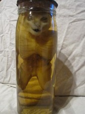 taxidermie fötus Loch Ness