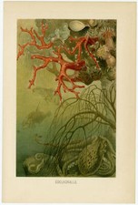 Edelkoralle Meeresboden