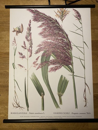 Schilf glanzgrass gräser - glanzgrass,