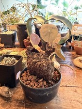 Stephania Nova Caudex Female