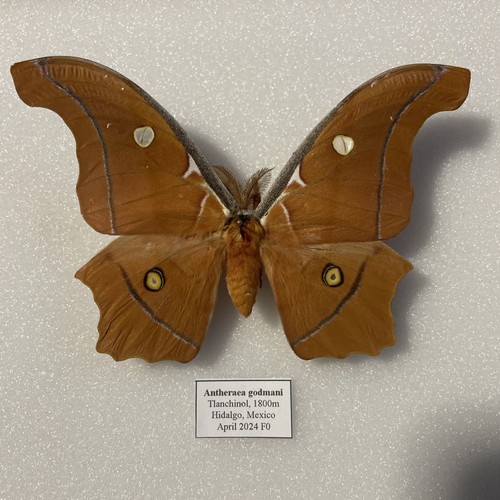 Entomologie*Antheraea
