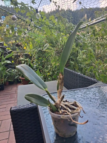 Laelia purpurata var - , roxo