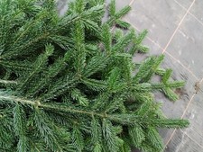 Nordmanntanne Tannenzweige Tannengrün, Reisig, Advent, Grababdeckung, Dekoration