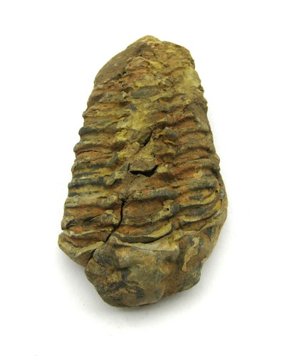 Fossil trilobit versteinert - trilobit, 7