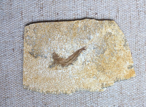 Versteinerter fisch platte 40 - versteinerter, fisch,