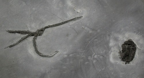 Devon furcaster palaeozoicus - devon,