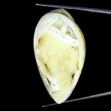 122.20Cts Natürlich Fossil