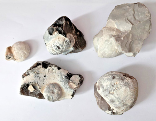 Seeigel fossilien - fossilien, 5