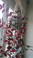 10x Zebra-Ampelkraut