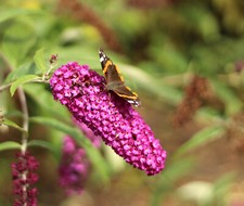 Sommerflieder