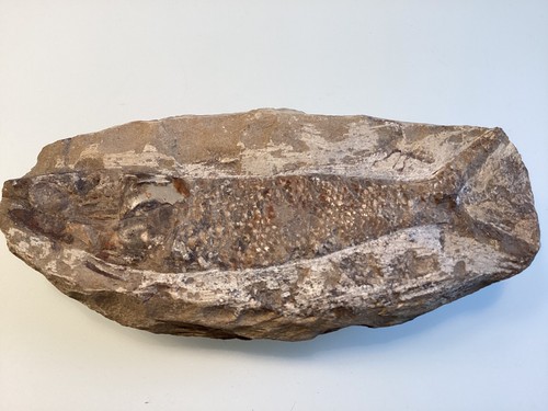 Versteinerung fisch fossil - versteinerung,