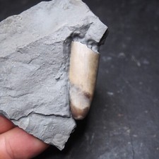 Belemnite Dactyloteuthis Lias