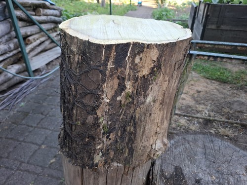 Deko baumstamm akazie holz - baumstamm,