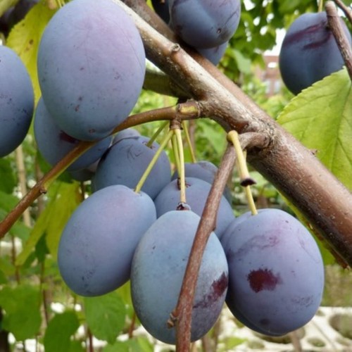 Wangenheims frühzwetsche - wangenheims,