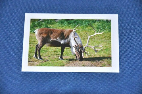 Rewe abenteuer tierwelt - rewe,