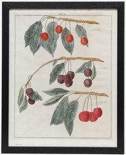 After Johann Hermann Knoop (1700-1769) - Gravur Aus Dem 19. Jahrhundert, Cher...