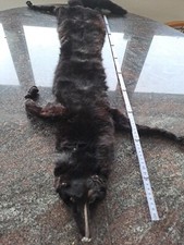 Fuchs Pelz Schwarz Pelzstola Kragen  Victorian Edwadian Vintage Gothic Requisite