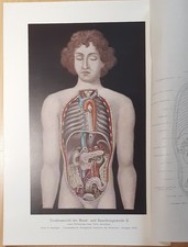 Abbildung Medizin  Anatomie