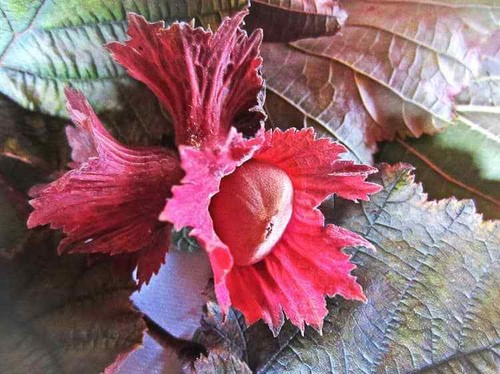 Haselnuss rotes füllhorn - rotes,