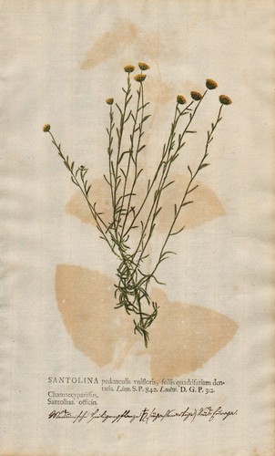 Santolina heiligenkraut blume - heiligenkraut,