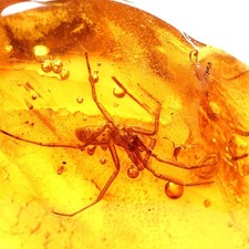 Echter Baltischer Bernstein