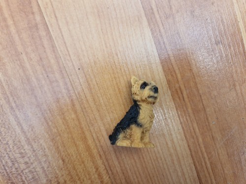 Sitzender yorkshire terrier - 2",