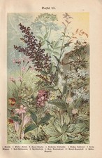 Wildblumen Herbstzeitlose