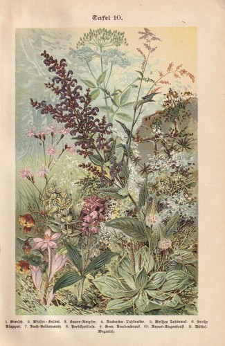 Wildblumen herbstzeitlose - wildblumen,