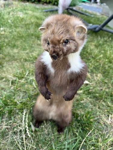 Softmount marder taxidermy - softmount,