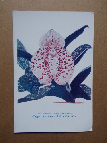 Orchidee karte cypripedium - karte,
