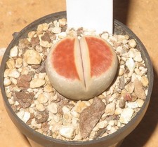 Lithops karasmontana Top Red