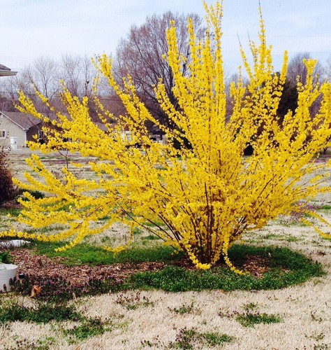 001073a forsythia suspensa - 001073a,