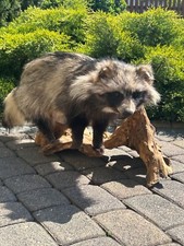 Ausgestopfter Marderhund