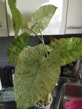 Alocasia Macrorrhiza Splah Rhizhome 