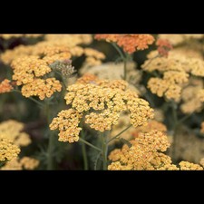 Achillea millefolium 'Terracotta' - Schafgarbe 'Terracotta' - 9cm Topf 