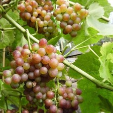 Bellarosso bunte Weinrebe 60-100 cm Weinstock im 3,5 Liter Topf gewachsen