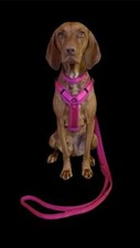 Mesh comfort geschirr hund - mesh, y-comfort
