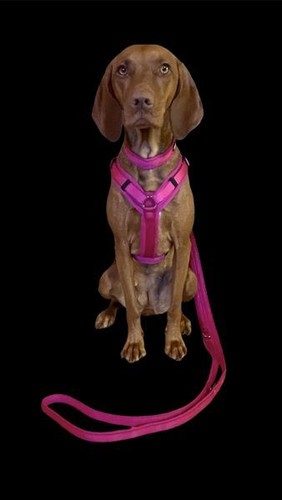 Mesh comfort geschirr hund - mesh,