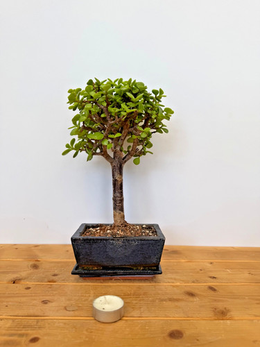 Zimmerbonsai bonsai jadebaum - zimmerbonsai,