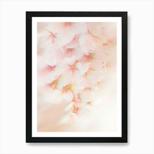 Weiche Kirschblüte Fotografie