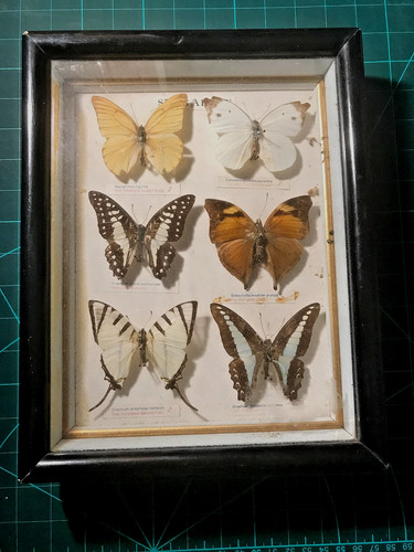 Singapur vintage schmetterling - singapur,