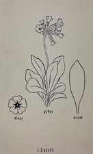 Zeichnung Jugendstil Entwurf