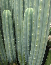 San Pedro Kaktus 10 Samen, Kaktus, Kakteen, Sukkulenten,