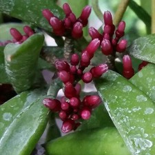 Dischidia parasitica