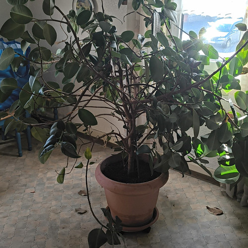 Birkenfeige ficus benjamina - birkenfeige,