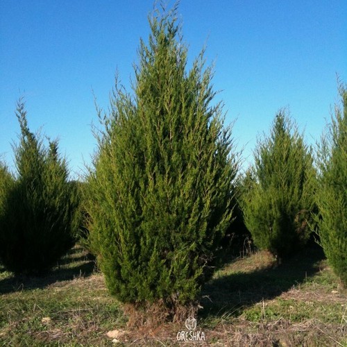 Juniperus virginiana
