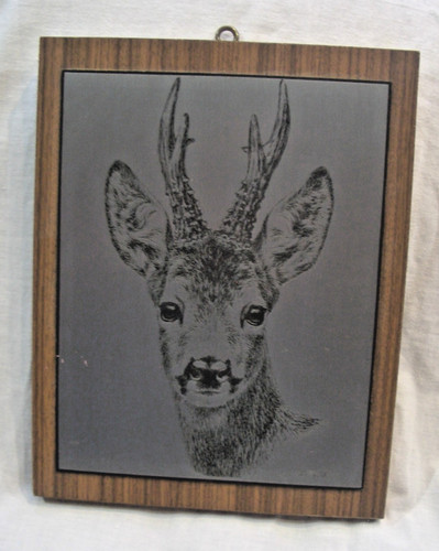 Reh rehbock geweih jagd bild - rehbock,