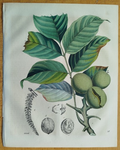 Bäume walnuss buch - bäume, welt