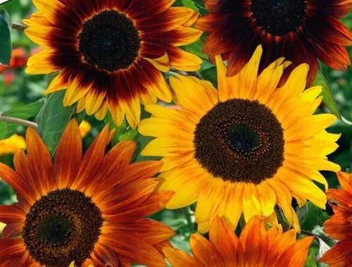 Xxxx sonnenblumen mischung - ,