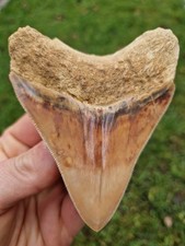 Schöner Megalodon Zahn